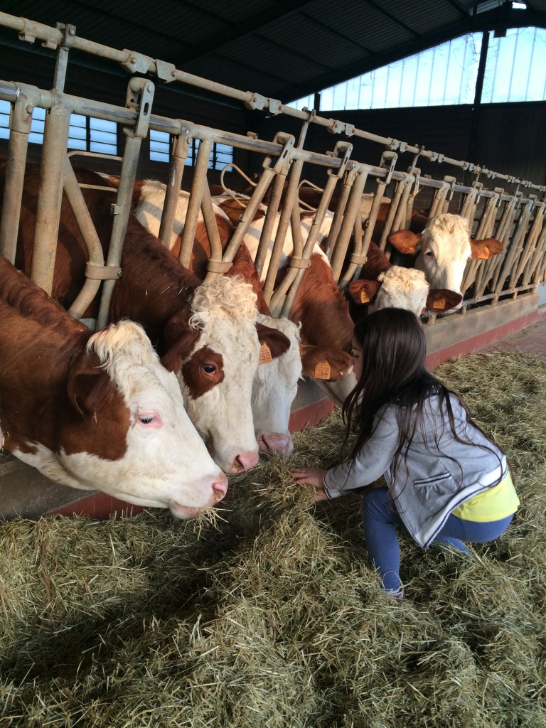 feeding cows 