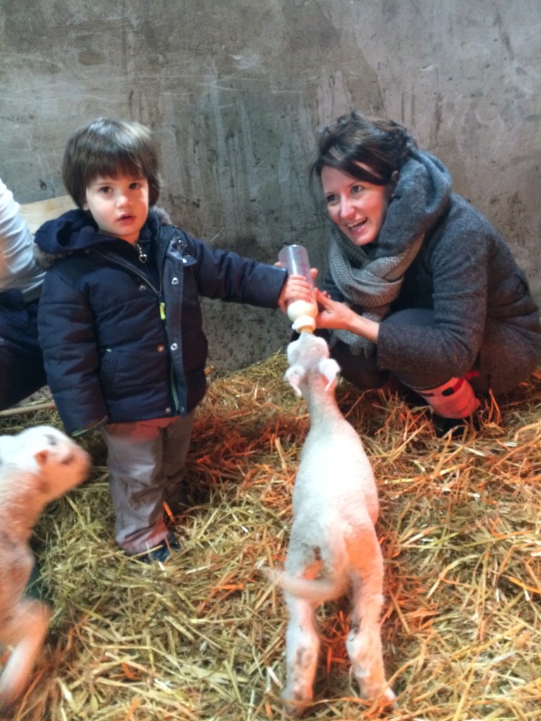 first time feeding a lamb