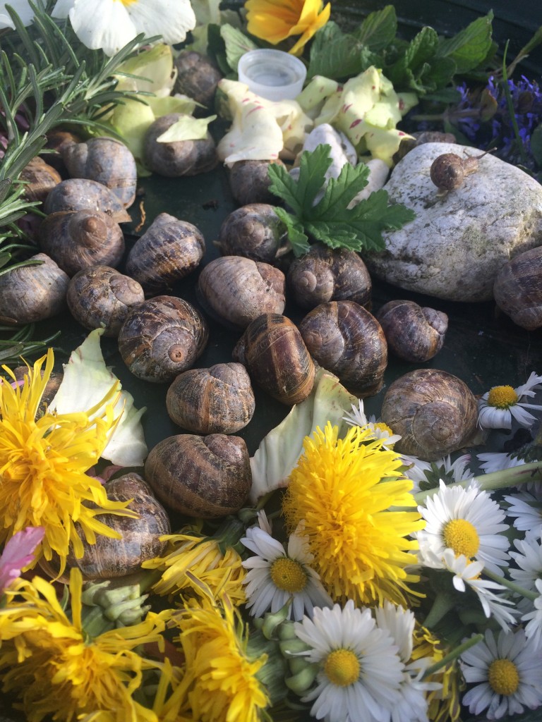 snails and flowers 